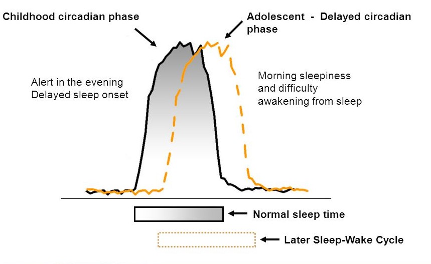#everydaysleepchat A9. Parents should know about teens' circadian phase delay, which may contribute to not falling asleep early and to difficulty rising. Don’t assume willfulness or laziness. Part of puberty is becoming a little bit of a night owl 🦉 rb.gy/01ogmo