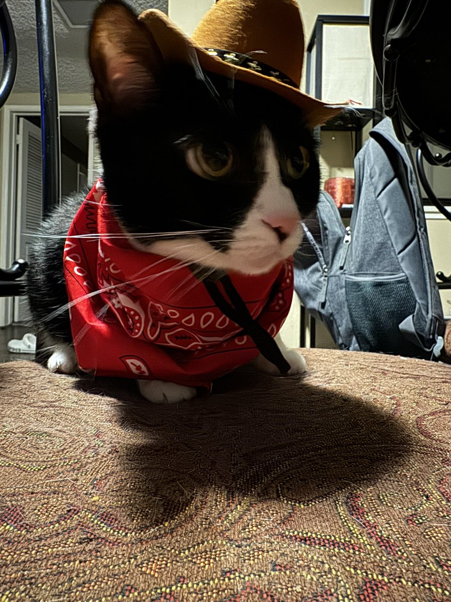 Meowdy
