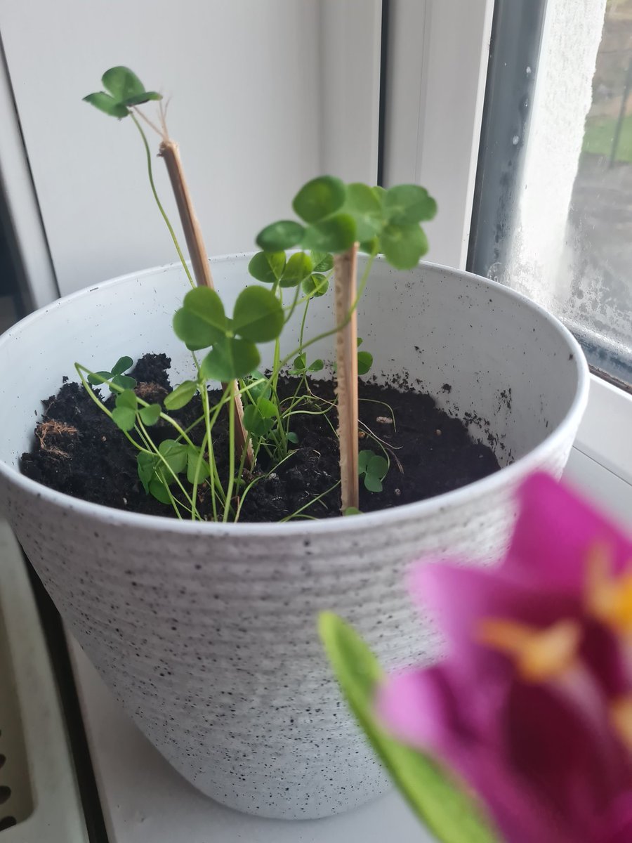 CattCfc's tweet image. My wee shamrock plant coming along nicely ☘️☘️☘️