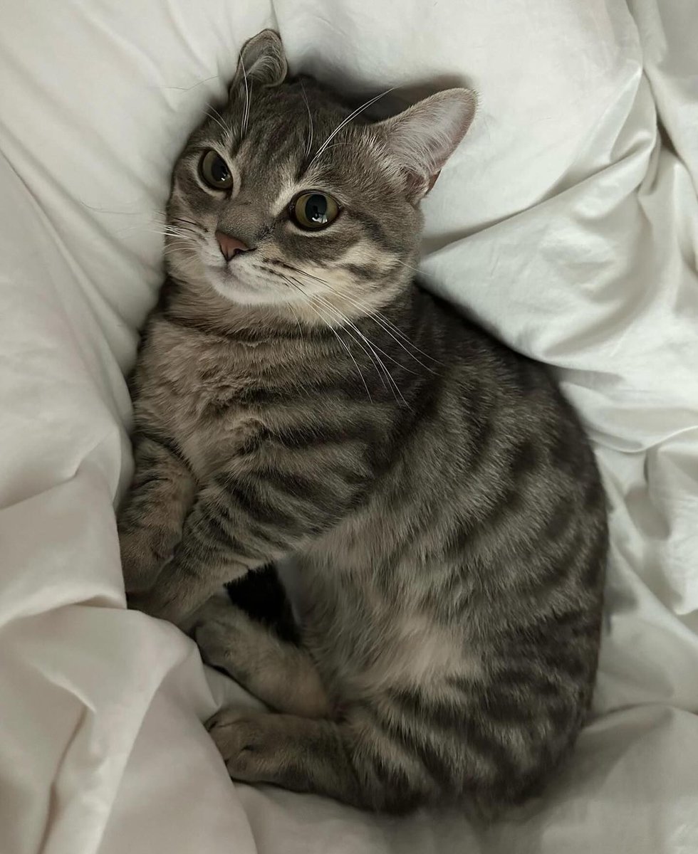 Posts Of Cats (@postsofcats) on Twitter photo 