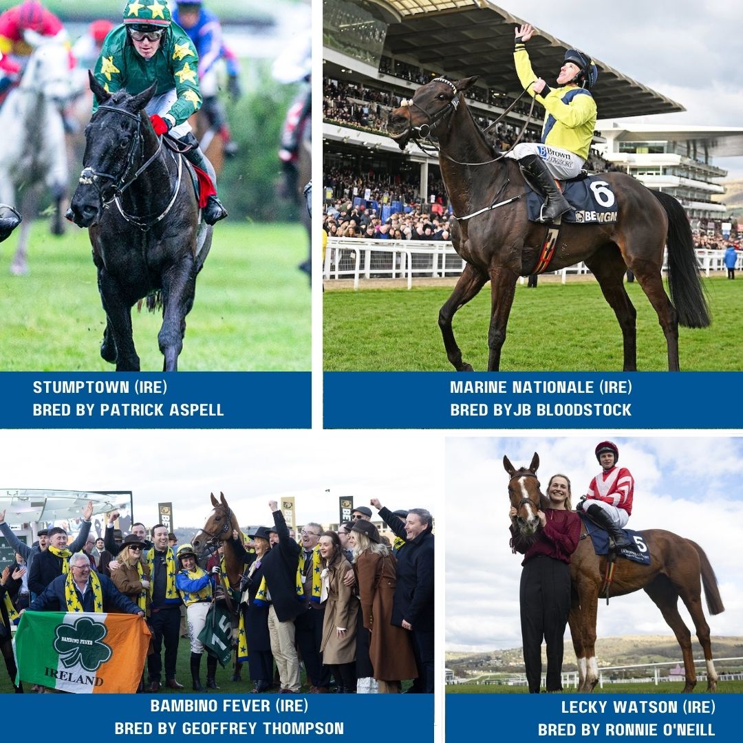 ITBA (@itba_official) on Twitter photo 🇮🇪 Irish-bred success on Day 2 of <a href="/CheltenhamRaces/">CheltenhamRacecourse</a>
☘️ Lecky Watson bred by Ronnie O'Neill
☘️ Stumptown bred by Patrick Aspell
☘️ Marine Nationale bred by JB Bloodstock
☘️ Bambino Fever bred by Geoffrey Thompson
#CheltenhamFestival #Cheltenham2025 🇮🇪 Irish-bred success on Day 2 of <a href="/CheltenhamRaces/">CheltenhamRacecourse</a>
☘️ Lecky Watson bred by Ronnie O'Neill
☘️ Stumptown bred by Patrick Aspell
☘️ Marine Nationale bred by JB Bloodstock
☘️ Bambino Fever bred by Geoffrey Thompson
#CheltenhamFestival #Cheltenham2025