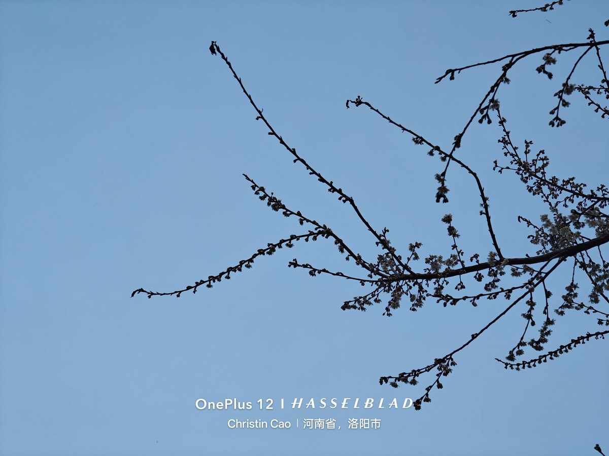CaoChristin's tweet photo. 好久不见！我带着🌸回来啦！
#洛阳师范学院 #洛阳师范 #学生  #植物 #学生  #春天 #阳光 https://t.co/iDLPLvHaUz