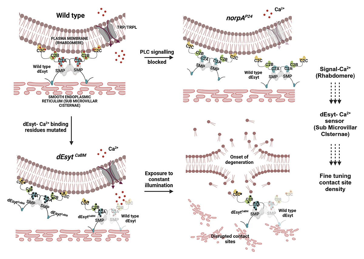 Journal of Cell Biology tweet media