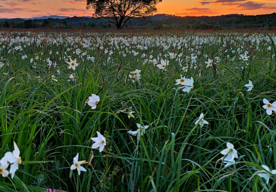 RIWET_EU's tweet image. The Ramsar Site "Narcissi Valley" is not only an important biodiversity hotspot for Ukraine, but its wet meadow habitats are also severely endangered within the broader Black Sea Basin landscape. Restoration is needed! Read more here...
interregeurope.eu/good-practices…
@interregeurope