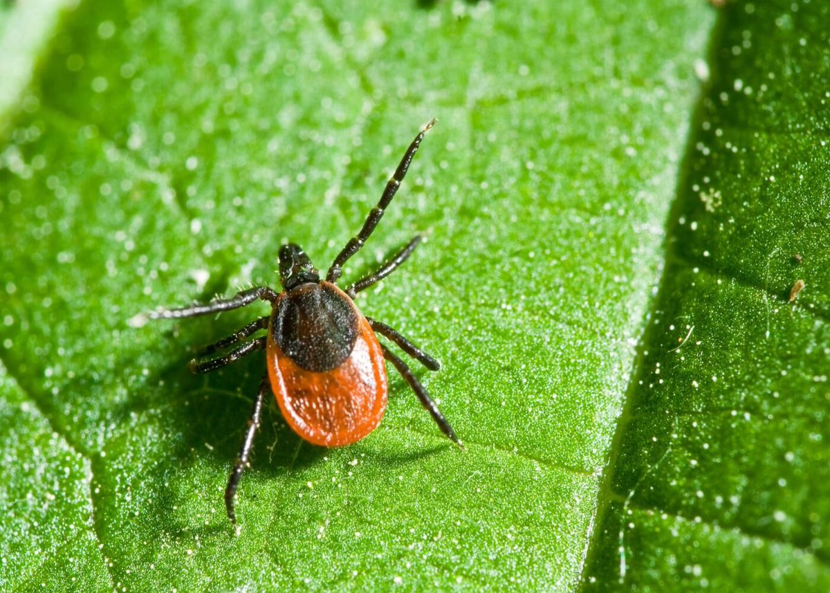 𝗕𝗲𝘀𝗰𝗵𝗲𝗿𝗺 𝗷𝗲 𝗺𝗲𝗱𝗲𝘄𝗲𝗿𝗸𝗲𝗿𝘀 𝘁𝗲𝗴𝗲𝗻 𝘁𝗲𝗸𝗲𝗻𝗯𝗲𝘁𝗲𝗻 – 𝗱𝗶𝘁 𝗺𝗼𝗲𝘁 𝗷𝗲 𝗮𝗹𝘀 𝘄𝗲𝗿𝗸𝗴𝗲𝘃𝗲𝗿 𝘄𝗲𝘁𝗲𝗻. - Jaarlijks krijgen 1,5 miljoen mensen in Nederland een tekenbeet. Zo'n 27.000 ontwikkelen de ziekte van Lyme. Check: bit.ly/41ZrhZx