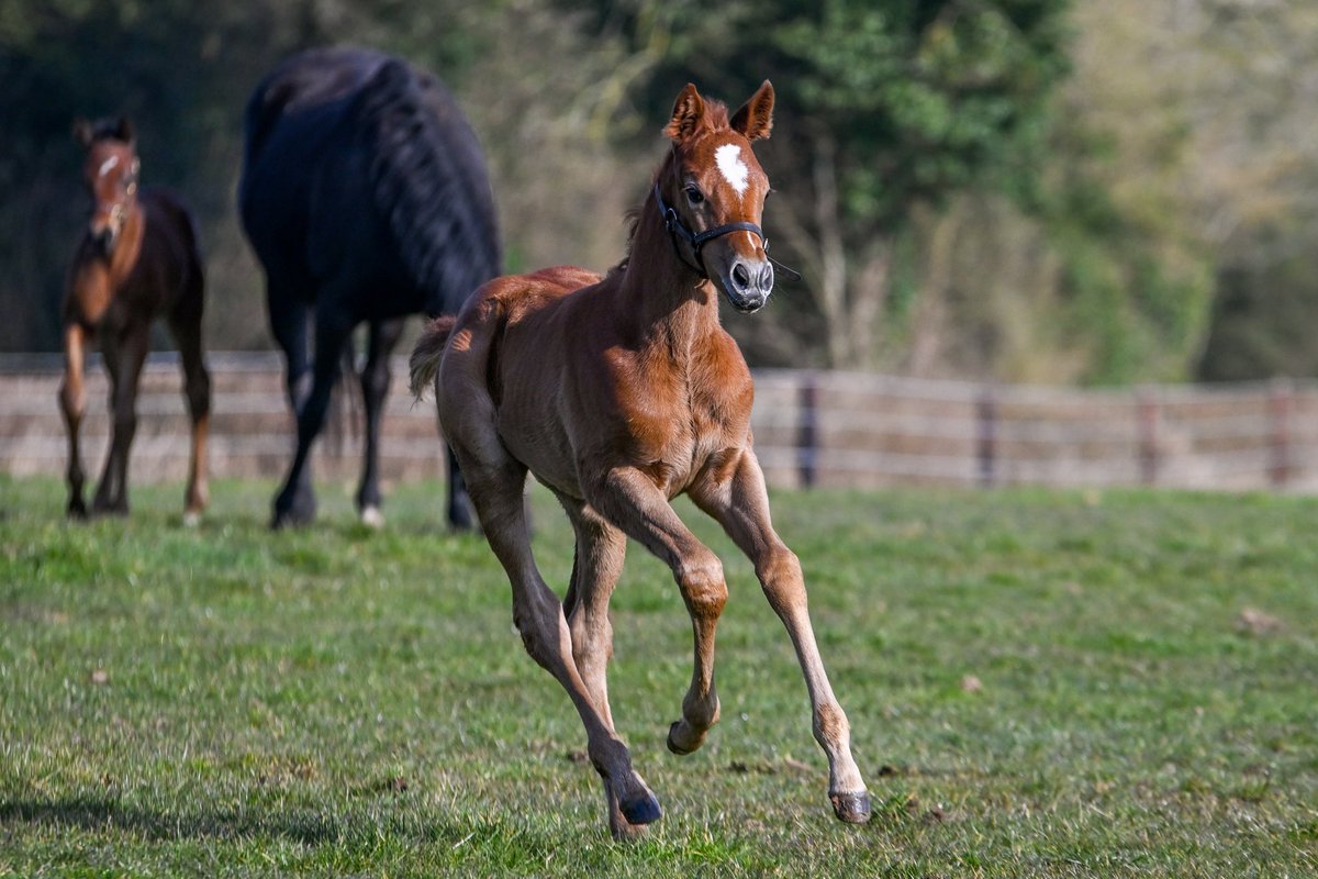 DahlBury | Bloodstock & Racing tweet media