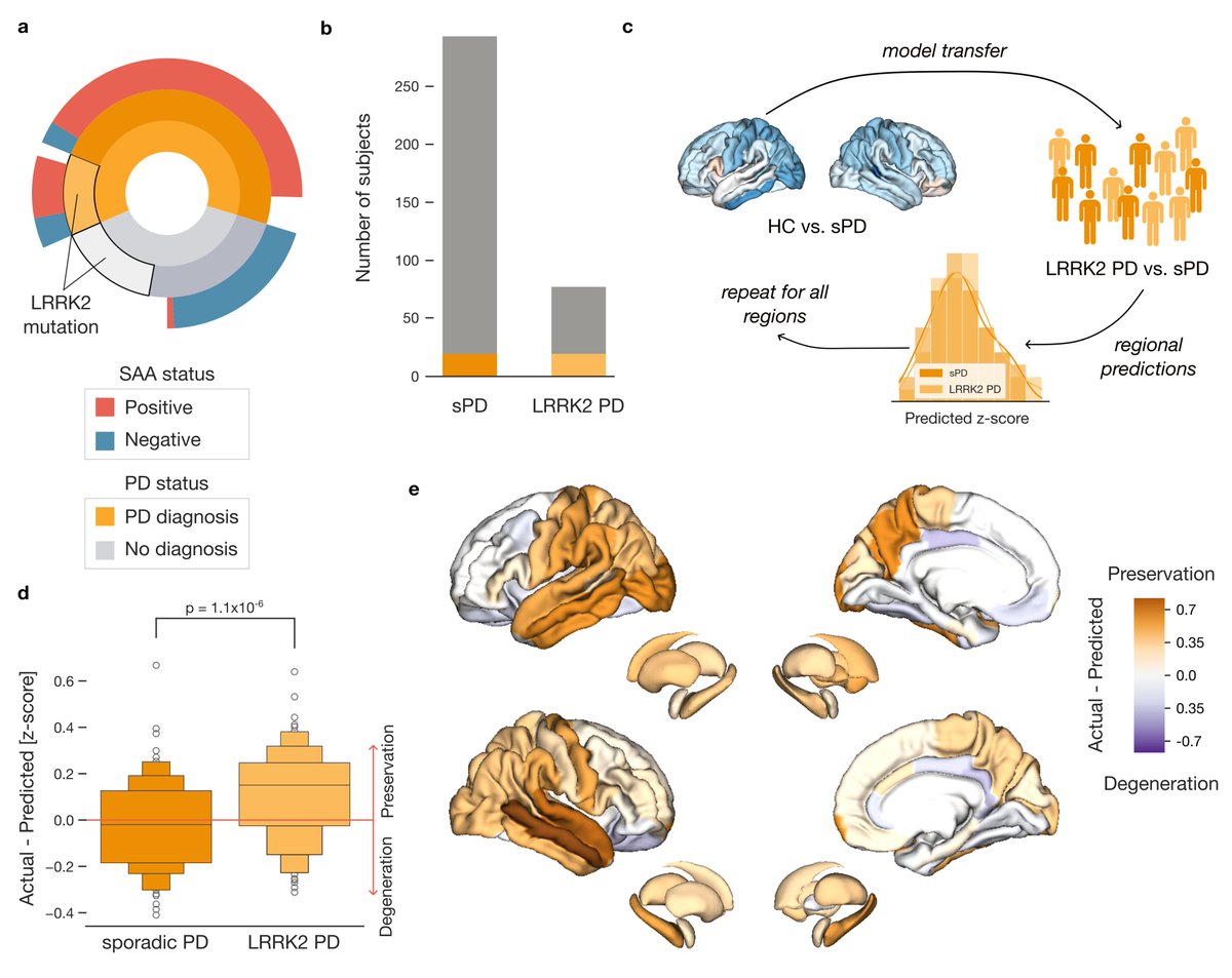KopalJakub's tweet image. Understanding #Parkinsons subtypes is key to more targeted RCTs & better therapeutics! 🧠 Our new study finds that LRRK2 PD patients show milder cortical atrophy, with preserved temporal & occipital regions compared to sporadic PD. #LRRK2 #dataviz
medrxiv.org/content/10.110…