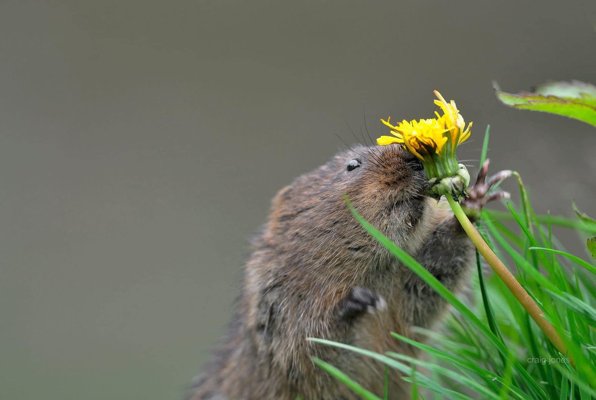 Craig Jones (@craigjones17) on Twitter photo Britains mammals are in trouble if we are not careful even the common species will be lost. <a href="/PTES/">People's Trust for Endangered Species</a> need your help to monitor mammals and record sightings to protect their future
Living with Mammals survey :
ptes.org/get-involved/s…
<a href="/B_Strawbridge/">Brigit Strawbridge</a> <a href="/StephenMoss_TV/">Stephen Moss</a> <a href="/Mammal_Society/">Mammal Society</a> Britains mammals are in trouble if we are not careful even the common species will be lost. <a href="/PTES/">People's Trust for Endangered Species</a> need your help to monitor mammals and record sightings to protect their future
Living with Mammals survey :
ptes.org/get-involved/s…
<a href="/B_Strawbridge/">Brigit Strawbridge</a> <a href="/StephenMoss_TV/">Stephen Moss</a> <a href="/Mammal_Society/">Mammal Society</a>