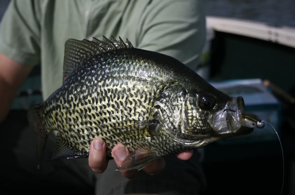 outdoorsmencom's tweet image. Springtime crappie fishing is heating up!🔥
-
-
#fishing #crappiefishing #springfishing #fishinglife #angler