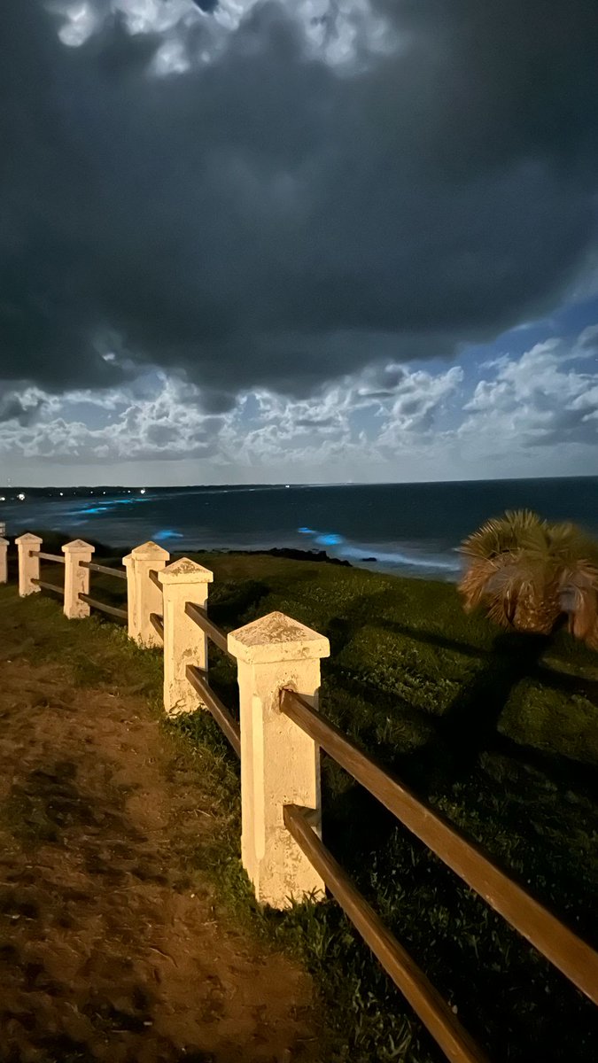 Ballenas de tweet media