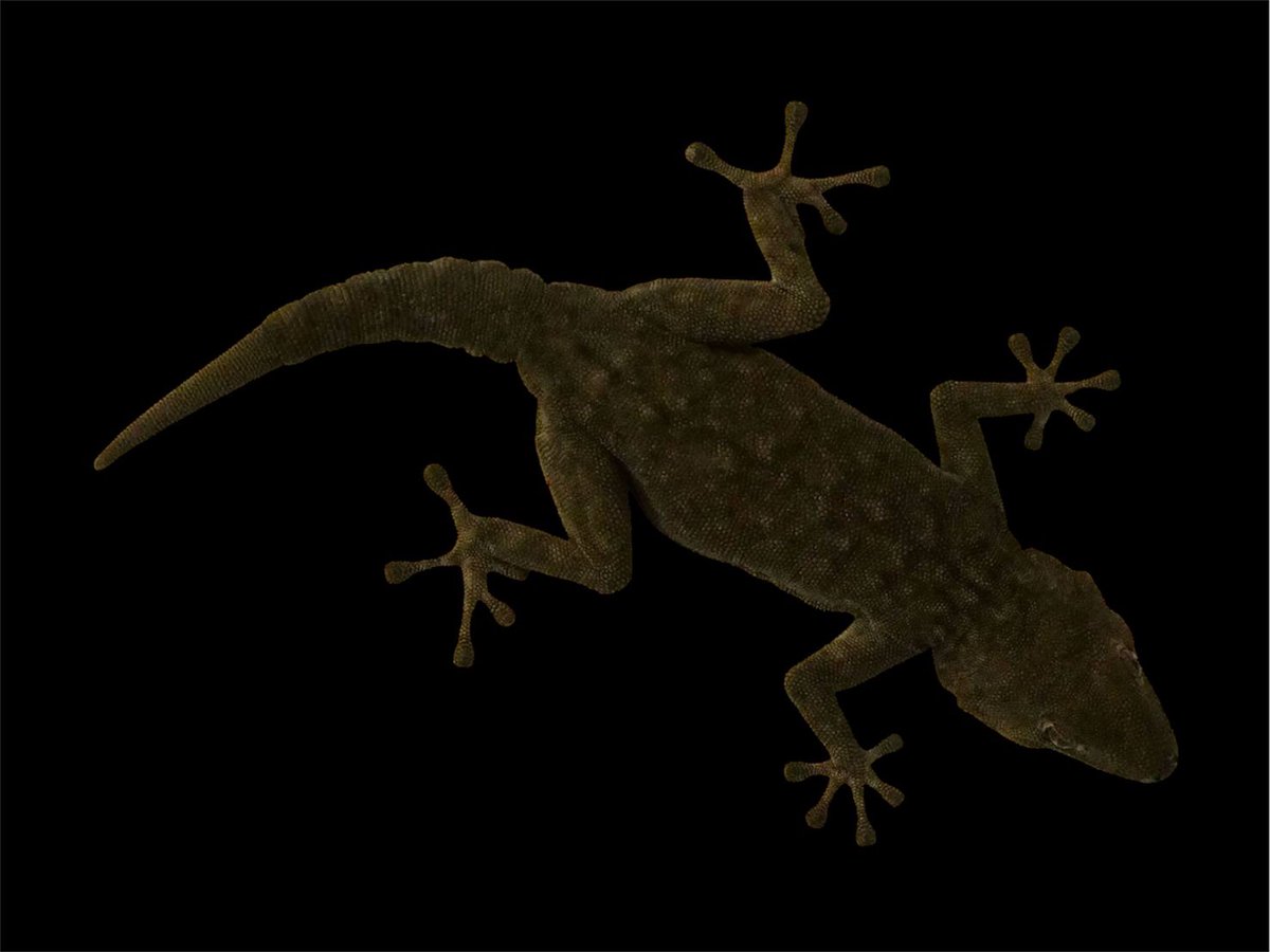 ハムショー便　
リスト作成中です😊
販売は来週以降を予定してます⭐︎