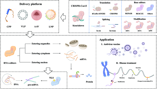 BioDesignR's tweet photo. CRISPR–Cas13: RNA editing tool, challenges & transformative potential #RNATherapy
Details: https://t.co/o7pcb5RS7z https://t.co/Db8M7X7p7I
