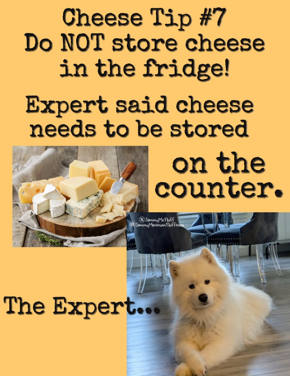 SammyMxFluff's tweet photo. Trust the experts! 🤓...😆🤣🐾
#funnydog #cheeselover #doglife #cheeselife #samoyedlove #sammymaximumfluffiness https://t.co/cmv0YzZ0Hd