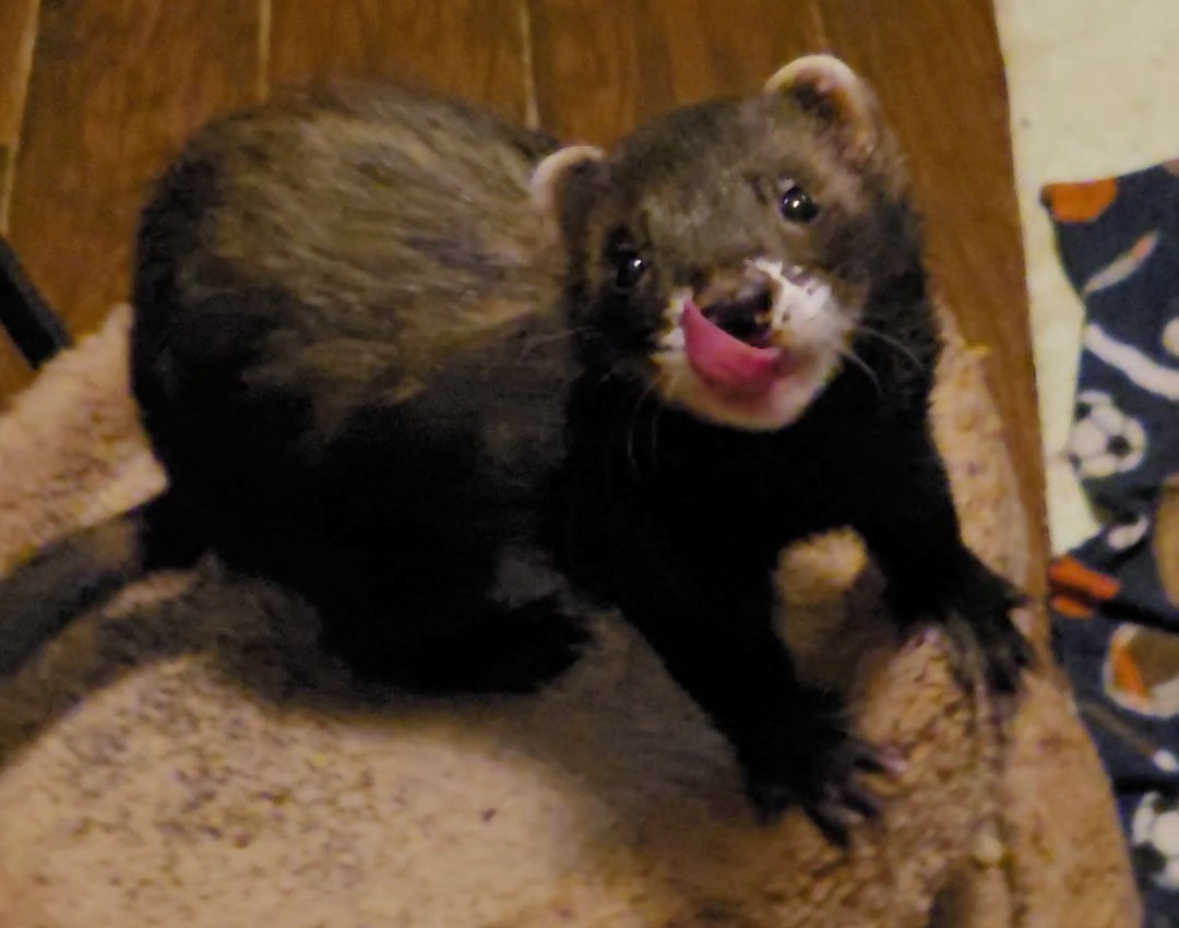 CrimFerret's tweet photo. Dook In Peace Alibi ππΎππΎπ
Alibi's long battle w/ Adrenal Disease ended peacefully yesterday.
Alibi was loved by many.
He was even featured in a Chicago veterinarian's advertisements shortly after he competed in a 2019 ferret show.
He won many awards... (Cont.)
π§΅ 1/2 https://t.co/CZjogRgg2N