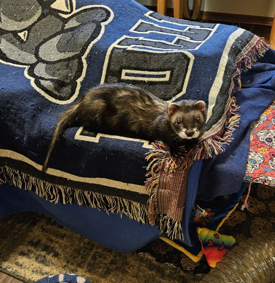 CrimFerret's tweet photo. Dook In Peace Alibi ππΎππΎπ
Alibi's long battle w/ Adrenal Disease ended peacefully yesterday.
Alibi was loved by many.
He was even featured in a Chicago veterinarian's advertisements shortly after he competed in a 2019 ferret show.
He won many awards... (Cont.)
π§΅ 1/2 https://t.co/CZjogRgg2N