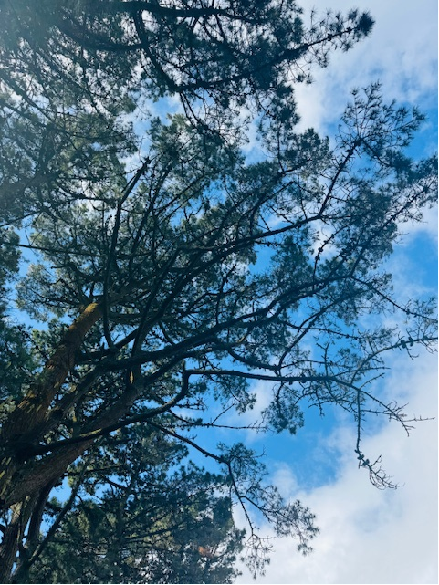 ACERedruth tweet media