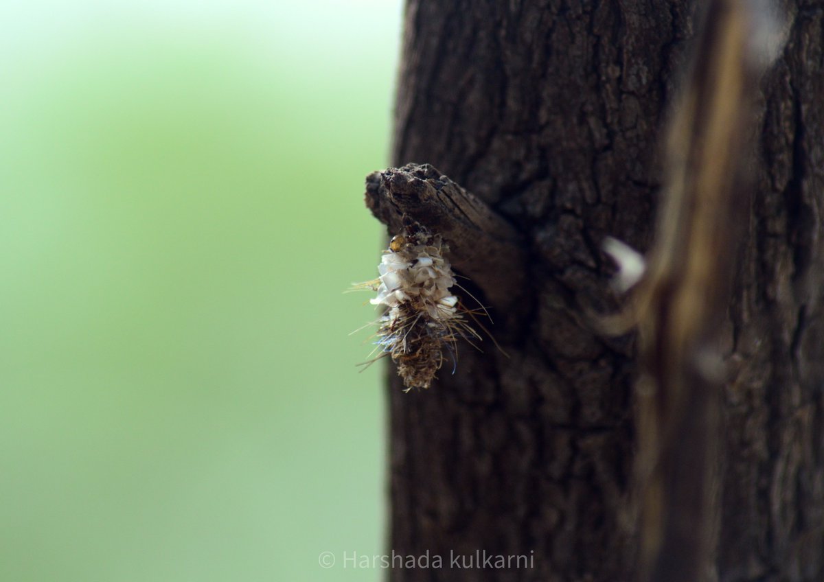 Interesting case of a bagworm😄
#indiaves