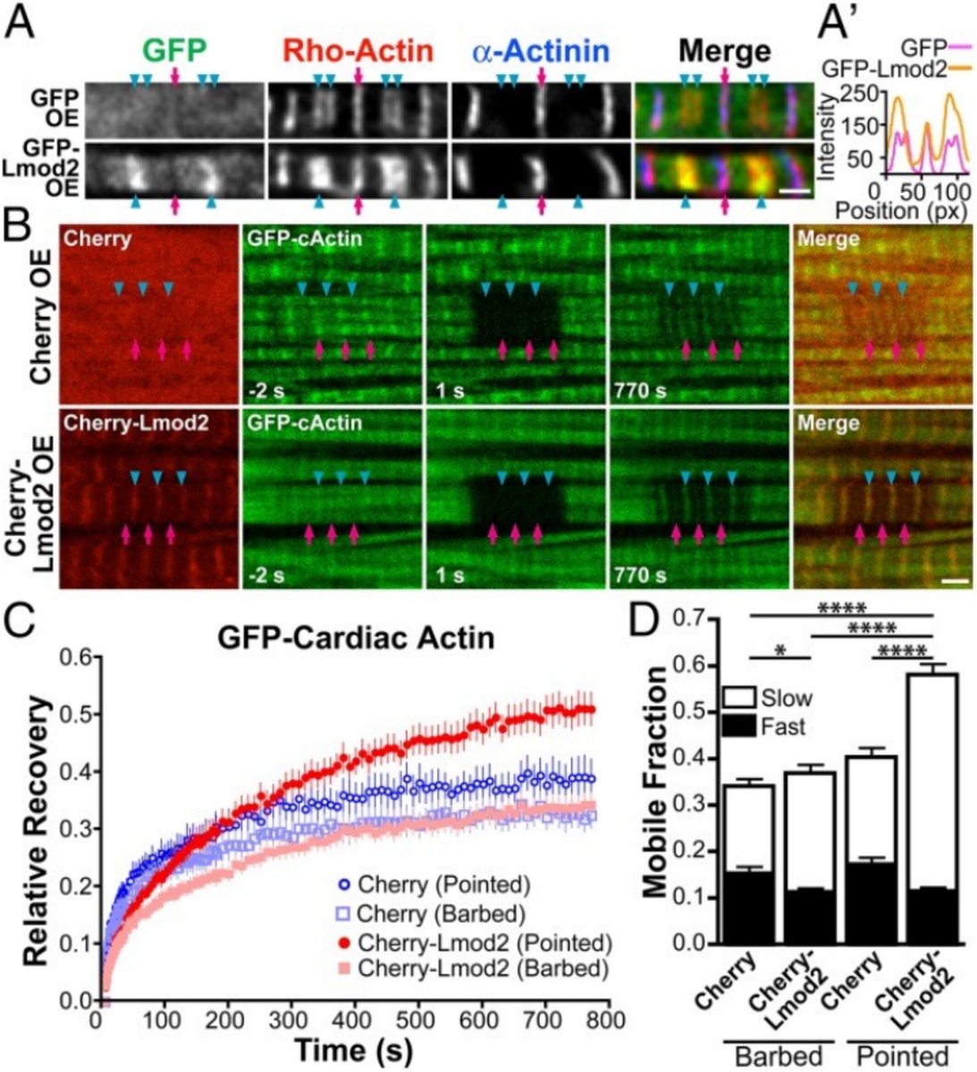 Check out the latest #openaccess paper from Velia Fowler's lab in #CYTOSKELETON. #Actin Filament Pointed Ends: Assays for Regulation of Assembly and Disassembly by Tropomodulin and Tropomyosin. You can find it here: onlinelibrary.wiley.com/doi/full/10.10…