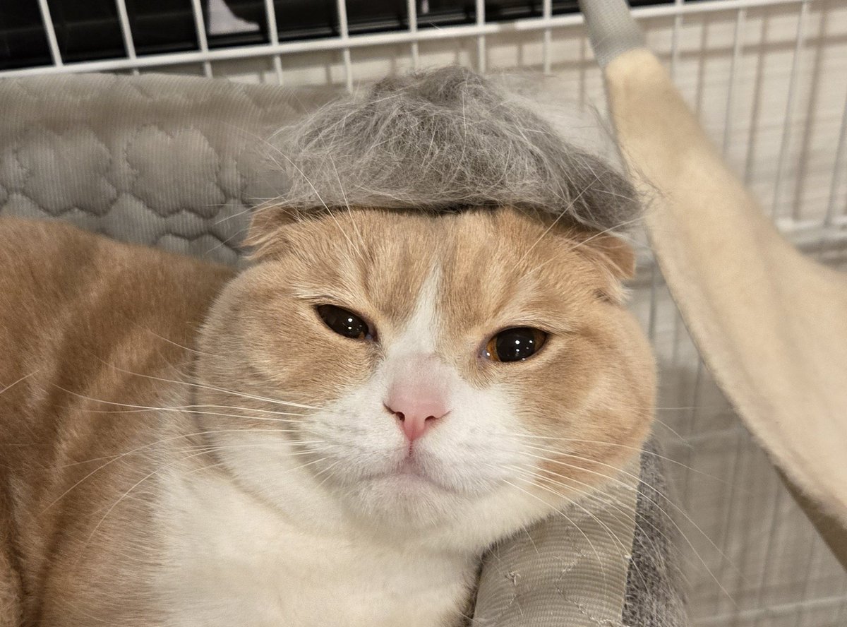リーゼント風とキダタロー風のノエル。

#ノエルとリアム
#ねこかわいい