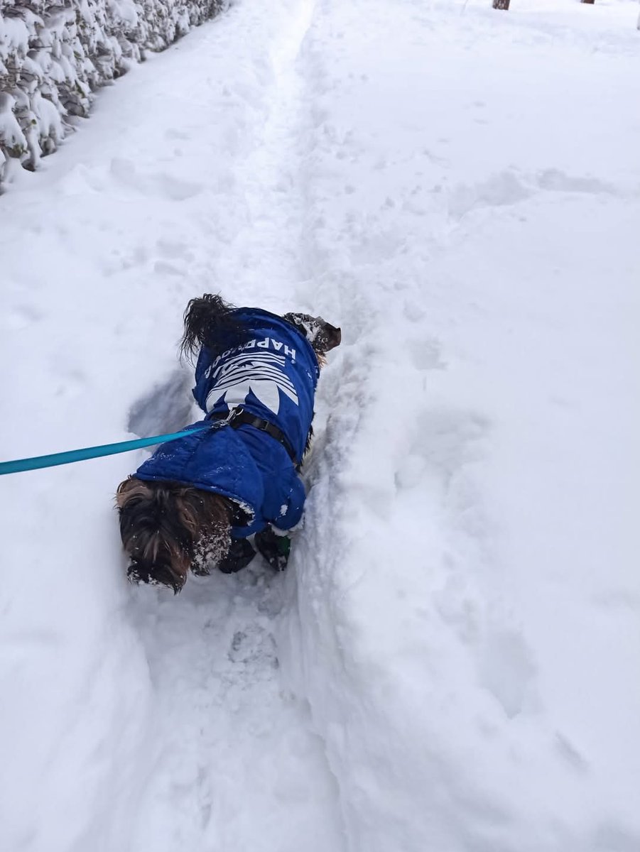 Hoy he soñado básicamente con que estaba jugando con mi perrete y paseando. Te adoro, Dover 😘🥰🥹🤍.
Gracias por hacerme feliz.