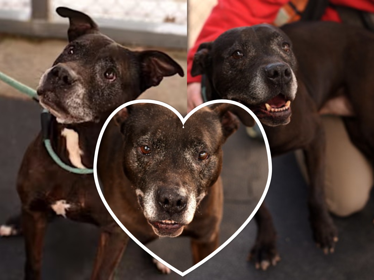 Vinton &amp; Reg.Center for Animal Care&amp;Protection Pet of the Week-Almond! This sweet girl is 8 years young and  very friendly. Almond enjoys going on walks, and does great on a leash. She also does well with other dogs. RCACP, located at 1510 Baldwin Ave NE, Roanoke, VA