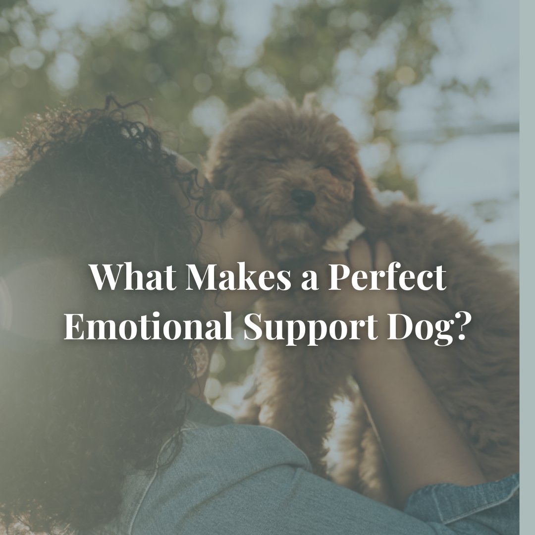 🔗 Read the full article here: bit.ly/3EY4mVA  

#labradoodle #goldendoodle #maryland #dc #northcarolina #charlotte #USA #itsadogslife #dogworld #dailywoof #multigengoldendoodle #pawfect #doodlesofinstagram #cutepuppy #dogsofinstagram #fluffypuppy #puppygram #cute #funny