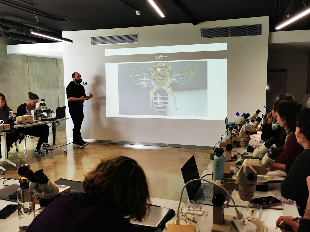 Now, let's unveil the secret life of the Colletidae family with <a href="/Alex_Nun23/">Alejandro Núñez</a>! 

Colletes is one of the target taxa of the project #INCSTEP! Also known as cellophane bees, this genus smooth the walls of their nests with a cellophane-like secretion by using their mouthparts 😉.