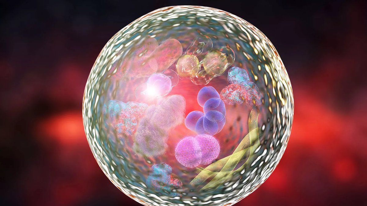 Einstein Research by <a href="/AMCuervoLab/">The Cuervo Lab</a>: Mapping a Cell-Cleaning Process Across Organs During #Aging 

Learn more at bit.ly/3FnqWHm 

#CellCleaning #AgingResearch