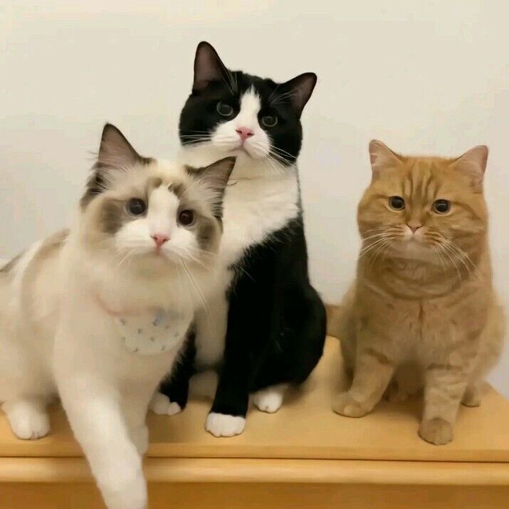 happy birthday to our most precious beomgyu ♡

#OurAlkongBeomgyuDay
#꽃이피는계절_범규에게
#光り輝く春の王子ボムギュの誕生日