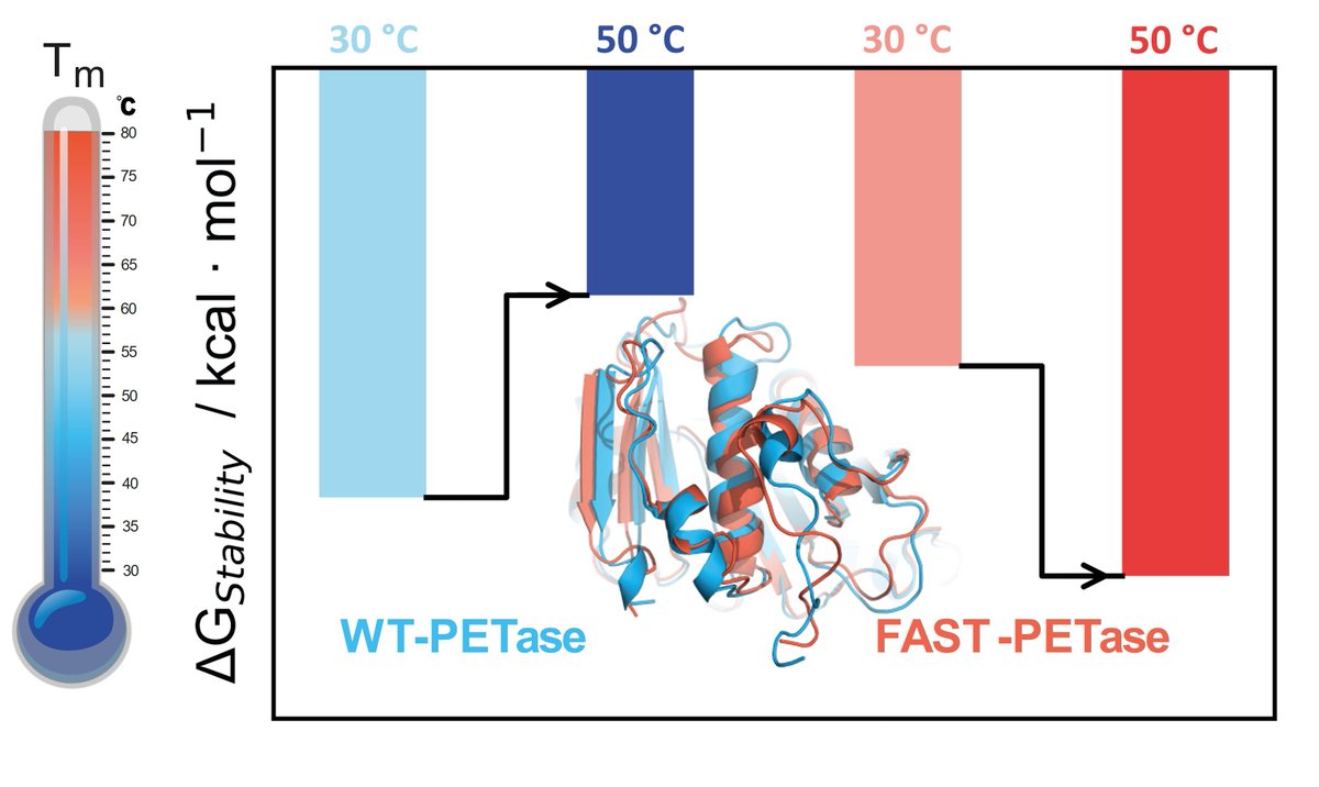 rebeccambuller's tweet image. #Computational_Analysis reveals a surprise: FAST-#PETase rigidifies at high temps, boosting stability, instead of becoming more flexible. This helps explain FAST-PETase’s thermostability and could help guide the design of temp-tuned enzymes!
Curious? 👉doi.org/10.1016/j.csbj…
