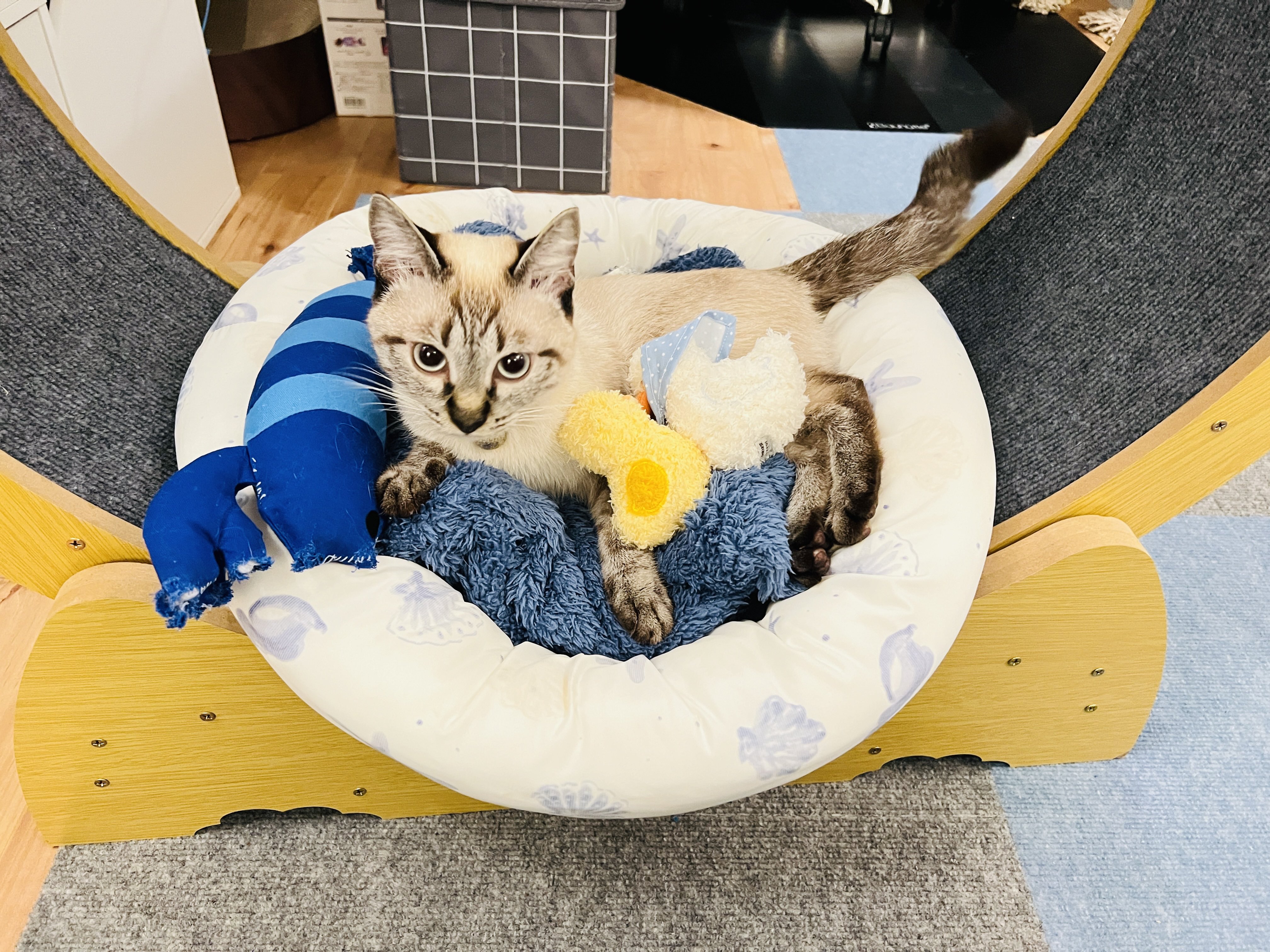 木製キャットホイール（猫用回し車） 楽天市場】楽天1位獲得☆ キャットホイール 猫 ランニング