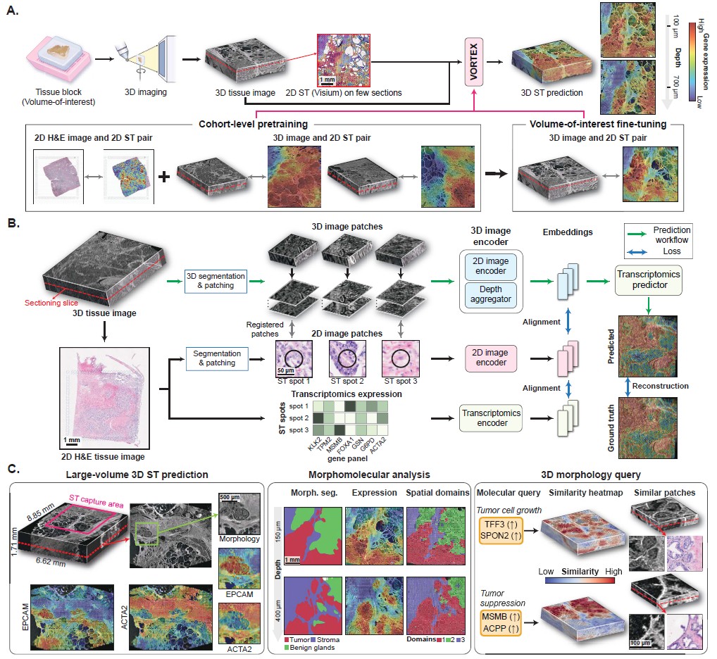 Happy #LearningWednesday! Today, let's review the excellent work "AI-driven 3D Spatial Transcriptomics.” Where VORTEX is presented: an AI framework that predicts 3D transcriptomic profiles from minimal 2D data: linkedin.com/feed/update/ur…
