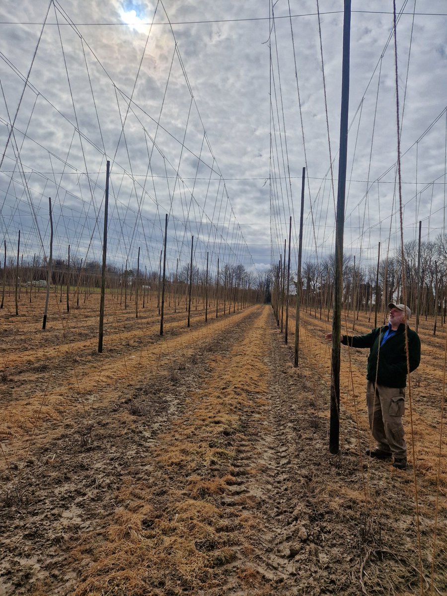 We were out  admiring the string work at Brenley Farm today..... new hop season is just around the corner:) #hops #communityhops