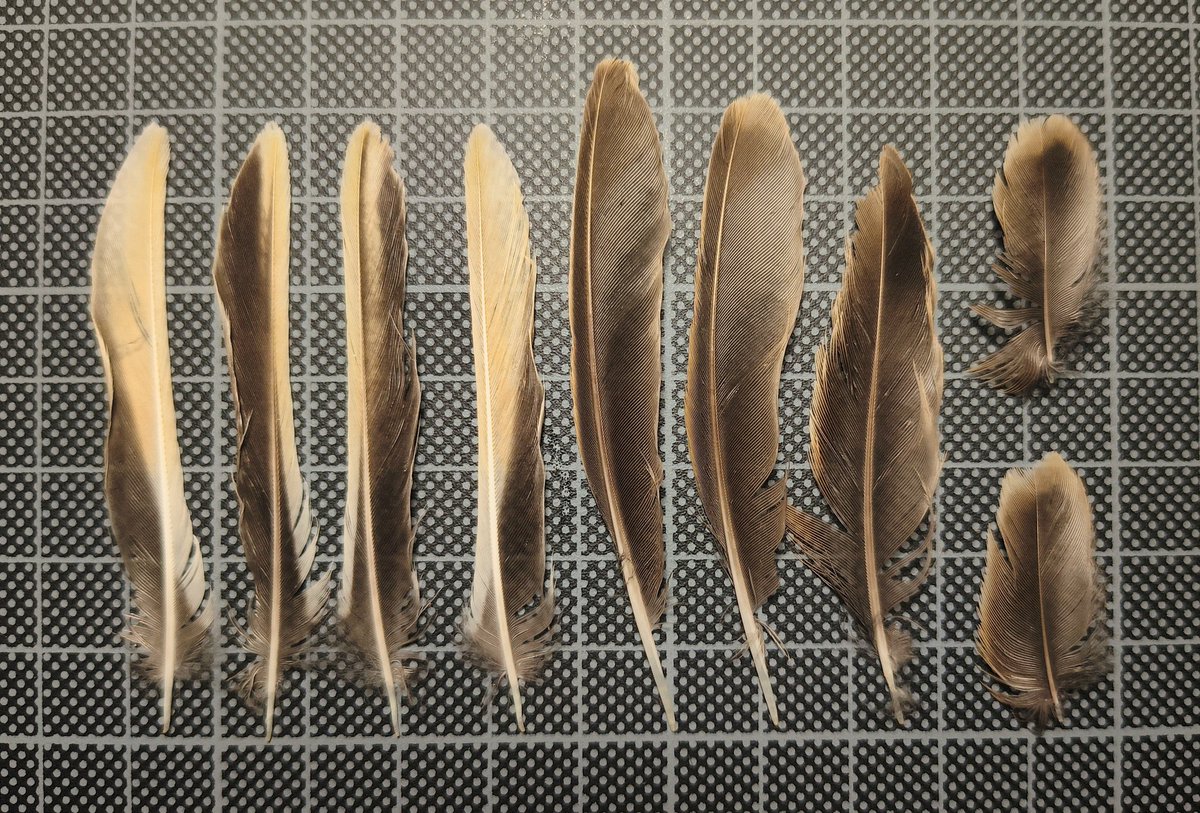 Antwerp Peregrines 🪶 tweet media