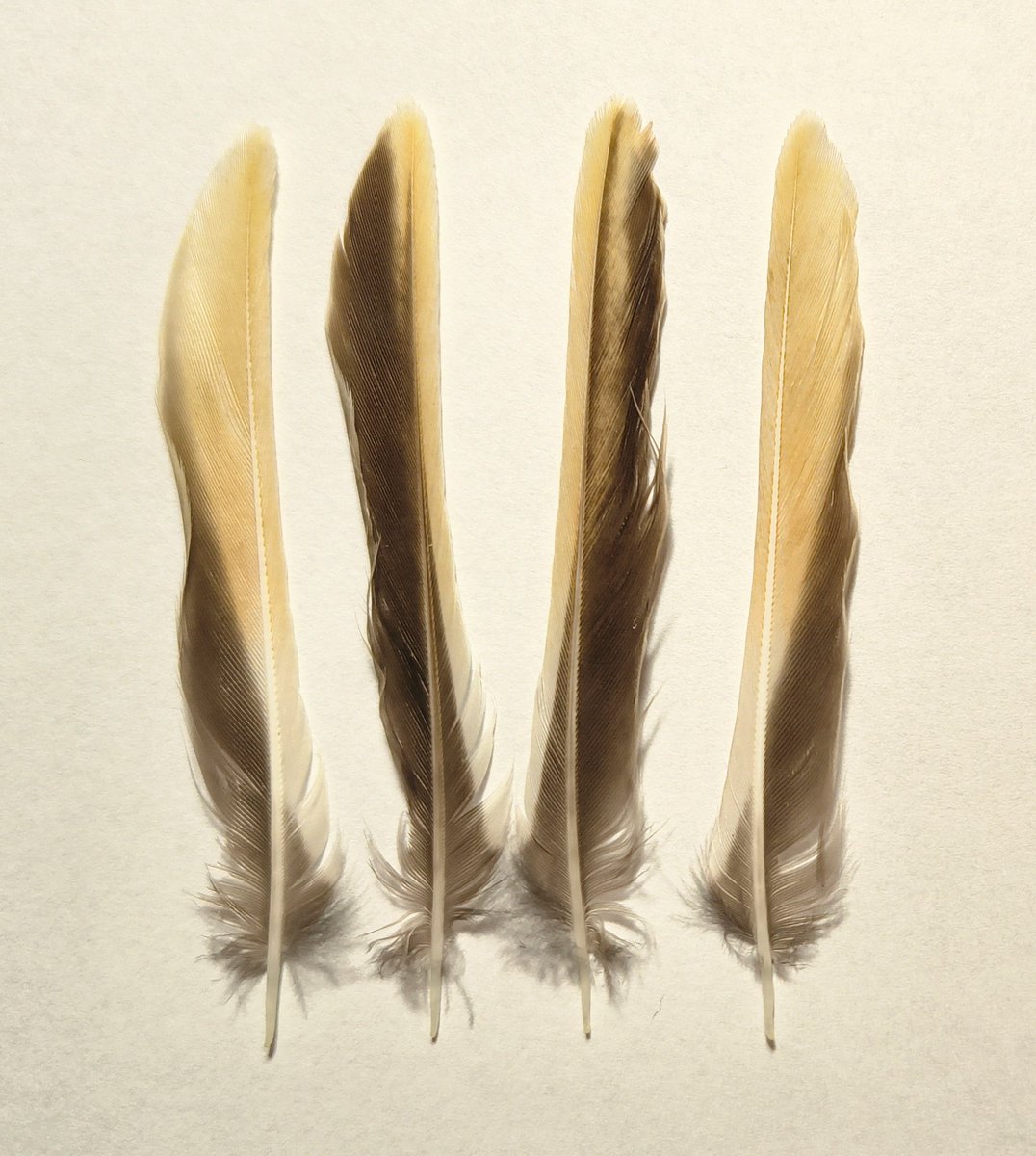 Antwerp Peregrines 🪶 tweet media