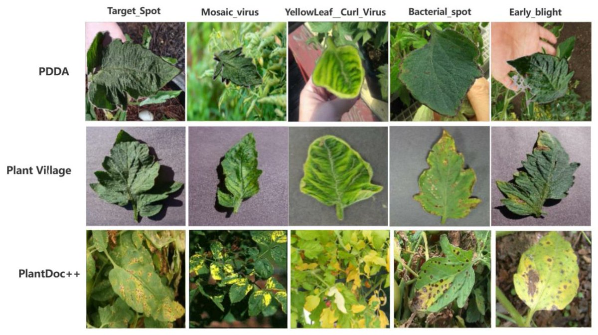 Applsci's tweet image. 🔥 Read our Paper
📚 IBSA_Net: A Network for Tomato Leaf Disease Identification Based on Transfer Learning with Small Samples
🔗 mdpi.com/2076-3417/13/7…
👨‍🔬 by Ruofan Zhang et al.
#tomato #transferlearning #smallsample