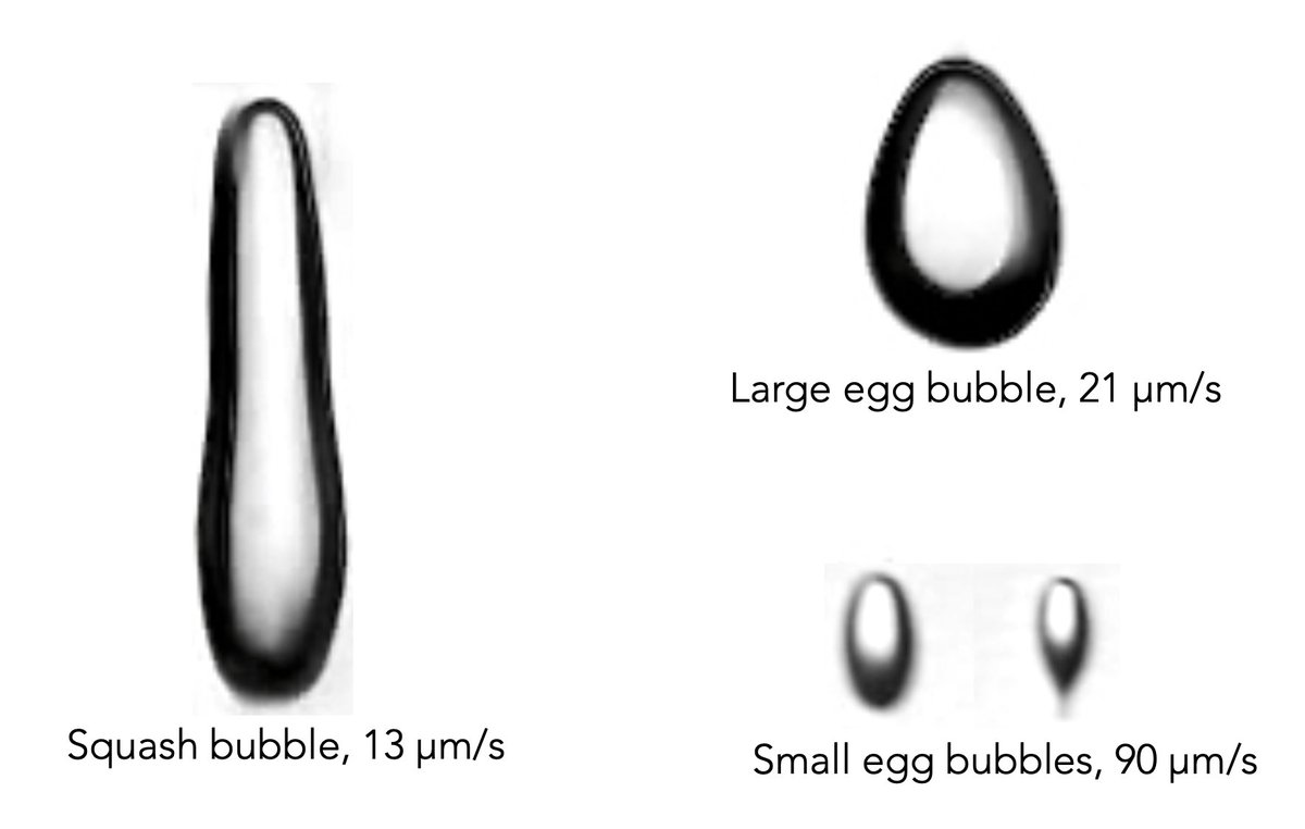 As ice forms around an initial air pocket generated by nucleation, local conditions create an asymmetry in the ice front, producing non-spherical bubbles. They can range from near-spherical to highly elongated.