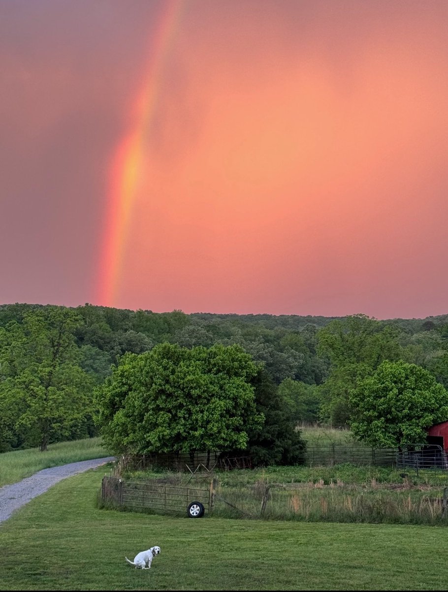 It's not all sunshine and rainbows but a good amount of it actually is
#poopingpooches #rainbow #sunshine #greyhound #labrador #dogs #dogsonadventures