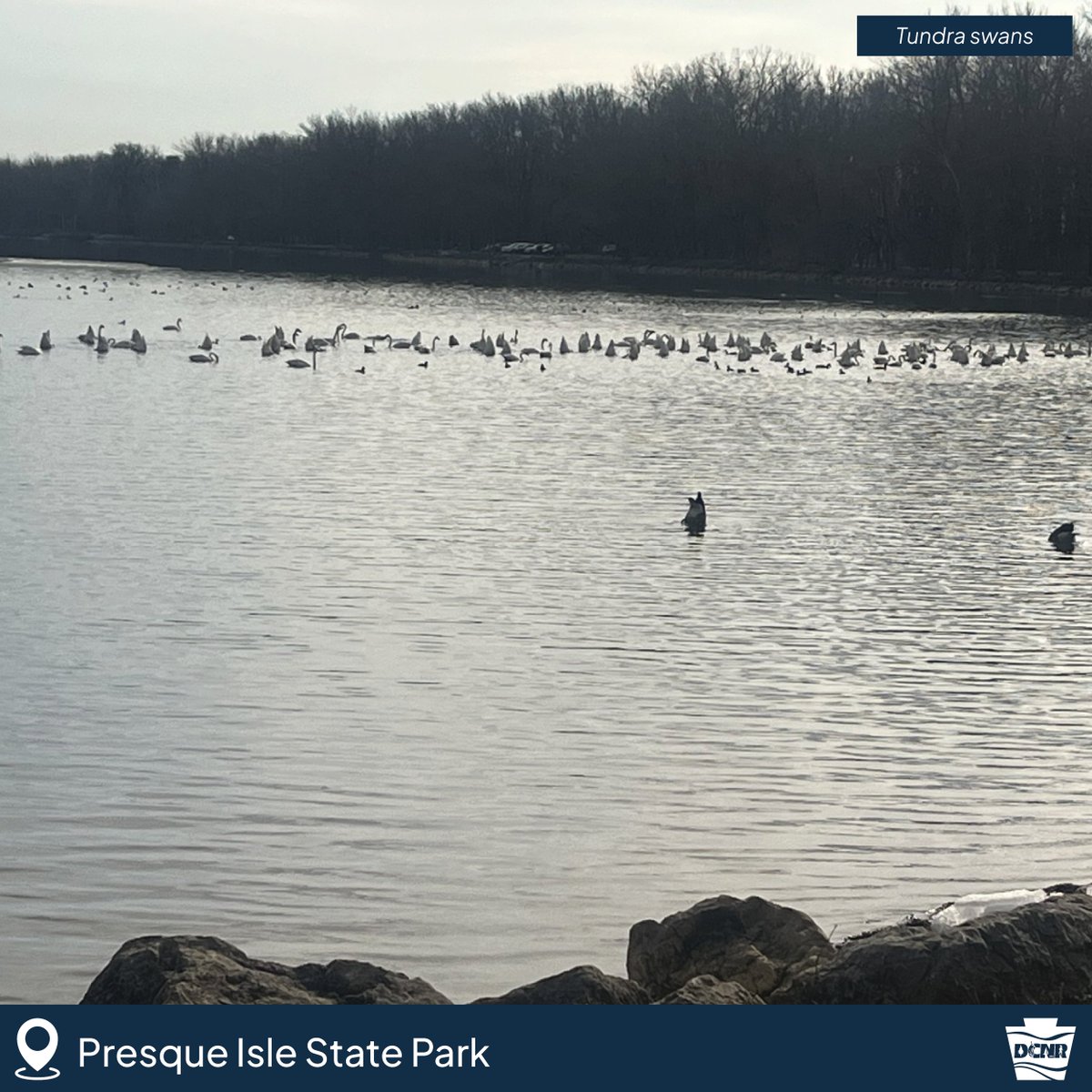 DCNRnews's tweet photo. Tundra swans were recently spotted at Presque Isle State Park! These long-necked birds will spend some time in northwest Pennsylvania before making their journey back to the Arctic.
 
Learn more ➡️ https://t.co/AIaPWSfQhZ. https://t.co/5vujTSbbrr