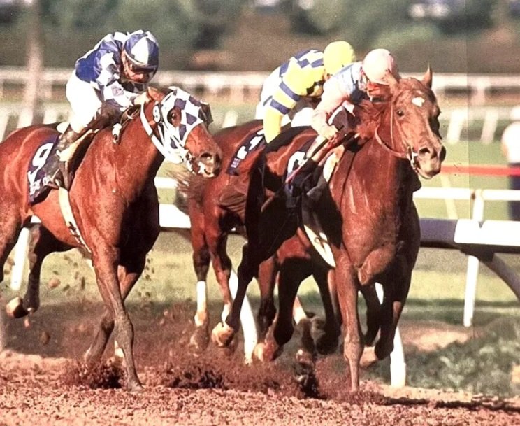 HORSERACING1002's tweet photo. ALYSHEBA๐บ๐ธ1984
(ALYDAR - BEL SHEBA BY LT. STEVENS)
#Alysheba
B/Preston Madden (Ky) Mar 3, 1984
O/ Clarence Scharbauer
T/ Jack Van Berg
KEEJUL $500,000
26-11-8-2---$6,679,242
1987 Champion ๐ 3yo Colt.
1988 Champion ๐ Older horse and Horse of the year.
Kentucky Derby G1, Preakness S G1, Super Derby G1, Breeder's Cup Classic G1, Santa Anita H G1, Woodward H G1, Meadowlands Cup G1, Charles H. Strub H G1, Philip H. Iselin H G1, San Bernardino H G2.
2nd Hollywood Futurity G1, Breeder's Futurity G2, In Memoriam S, Breeder's Cup Classic G1, Haskell Invitational H G1, San Felipe H G1, Hollywood Gold Cup G1.
3rd Breeder's Cup Juvenile G1, Blue Grass S G1.
NTR Belmont 10f 1,59,โ
.
NTR Meadowlands 10f 1,58,โ
.
Stood at Lane's End Farm๐บ๐ธ, Janadriyah Stud ๐ธ๐ฆ, pensioned at the Kentucky Horse Park.
Sired 442 foals, 206 winners, 16 sw, Alywow, Moonlight Dance, Desert Waves, Alyshena, Bright Moon, Naninja, Ski World, Smiling Hunt,
Died Mar 27, 2009