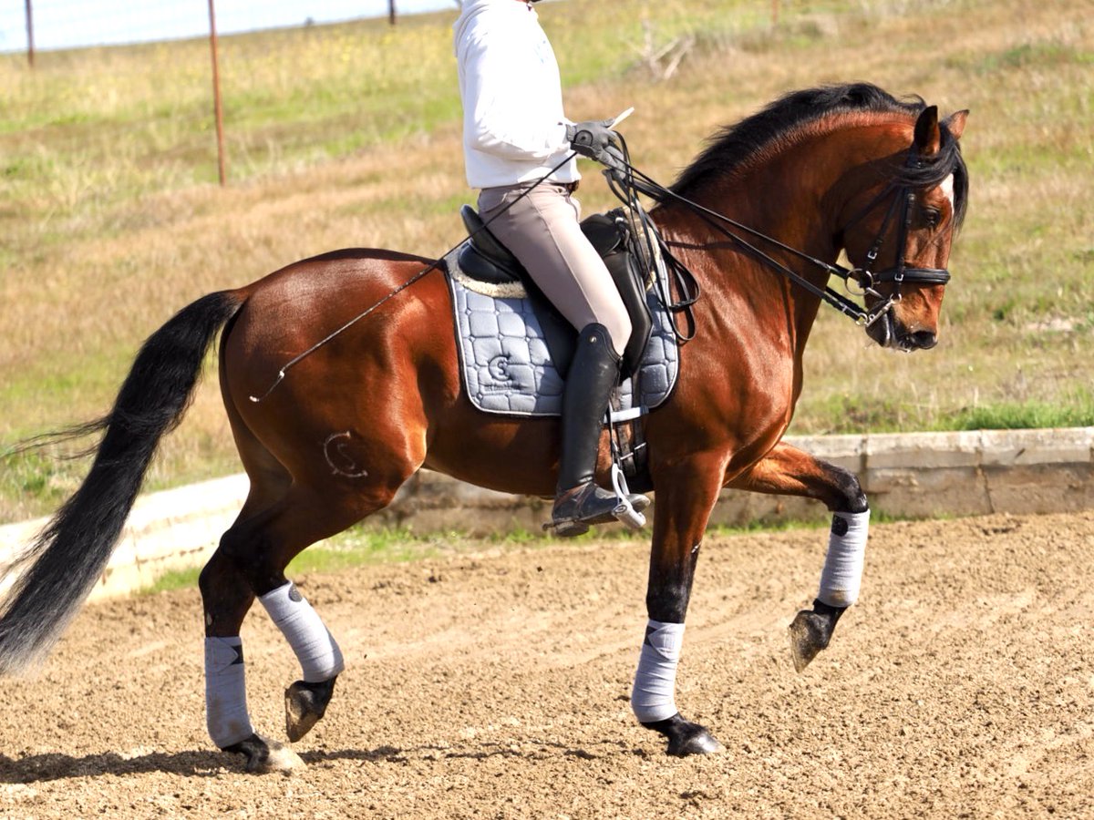 iberianhorses's tweet photo. SCHOOLMASTER LUSITANO. 
For all kind of rider, a nice horse to teach young rider and very safe in all conditions.
Use to compete in dressage.
More info : +34609858867

#LusitanoHorse #PureLusitano #DressageHorse #LusitanoForSale #IberianHorse https://t.co/4SHVsRLlz8