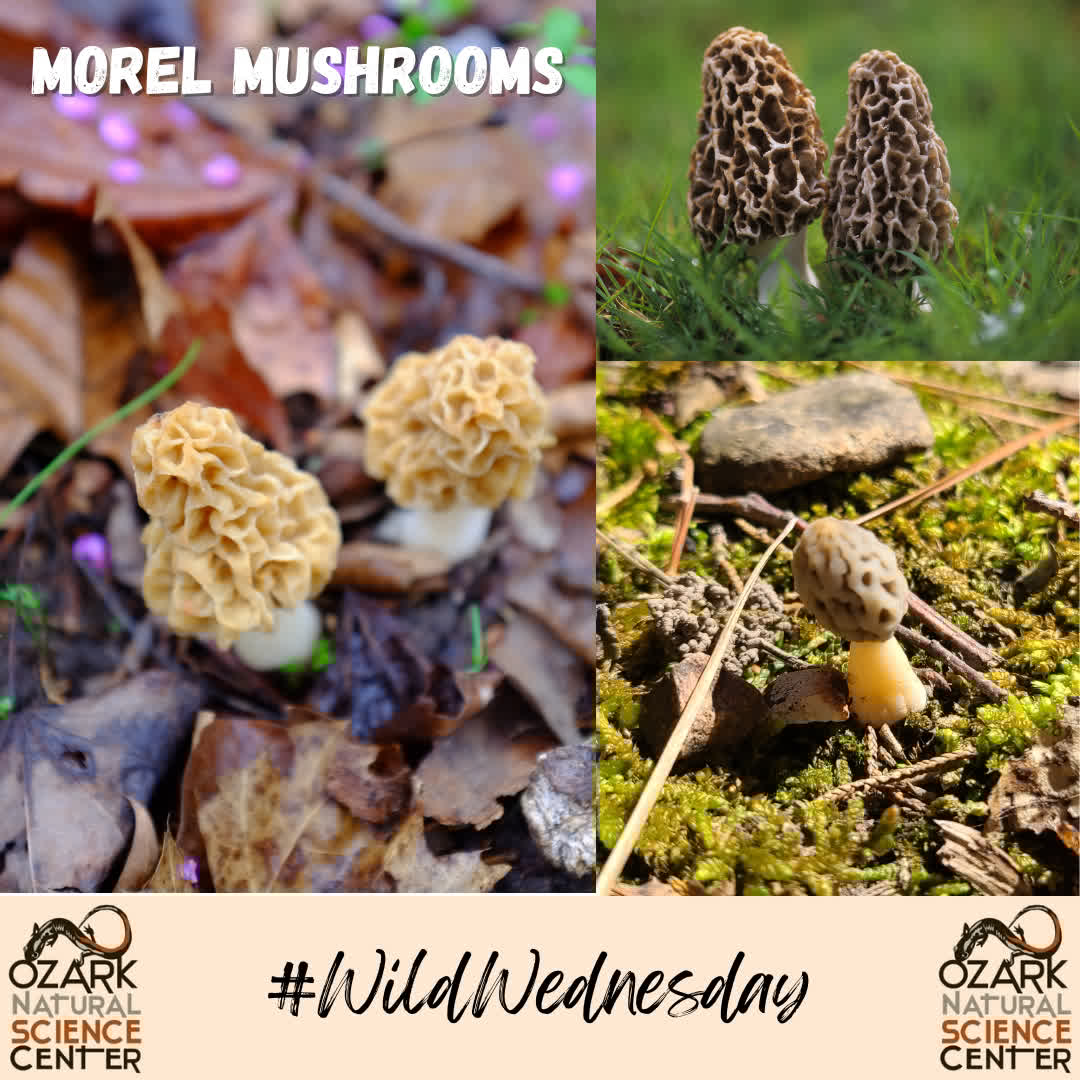 ozarknatsci's tweet image. 🌿🍄 #WildWednesday Alert: Morel Madness in NWA! 🍄🌿

Spring in Northwest Arkansas isn't just about blooming flowers—it's morel mushroom season! These elusive, honeycomb-capped fungi start popping up in early spring,...
#MorelMania #ForagingFun #NWAOutdoors #ONSC