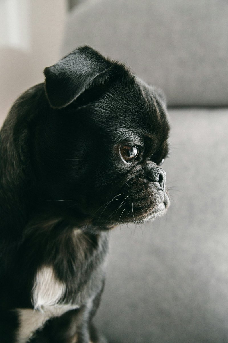 Anthrozoös Journal (@anthrozoosj) on Twitter photo New Research "Barking Up the Wrong Tree: Human Perception of Dog Emotions Is Influenced by Extraneous Factors"
<a href="/MolinaroHolly/">Holly Molinaro</a> <a href="/caninecognition/">Clive Wynne</a> <a href="/ASUPsych/">Psychology at ASU</a>
#Anthrozoology #HumanAnimalInteraction #Animalemotions
doi.org/10.1080/089279… New Research "Barking Up the Wrong Tree: Human Perception of Dog Emotions Is Influenced by Extraneous Factors"
<a href="/MolinaroHolly/">Holly Molinaro</a> <a href="/caninecognition/">Clive Wynne</a> <a href="/ASUPsych/">Psychology at ASU</a>
#Anthrozoology #HumanAnimalInteraction #Animalemotions
doi.org/10.1080/089279…