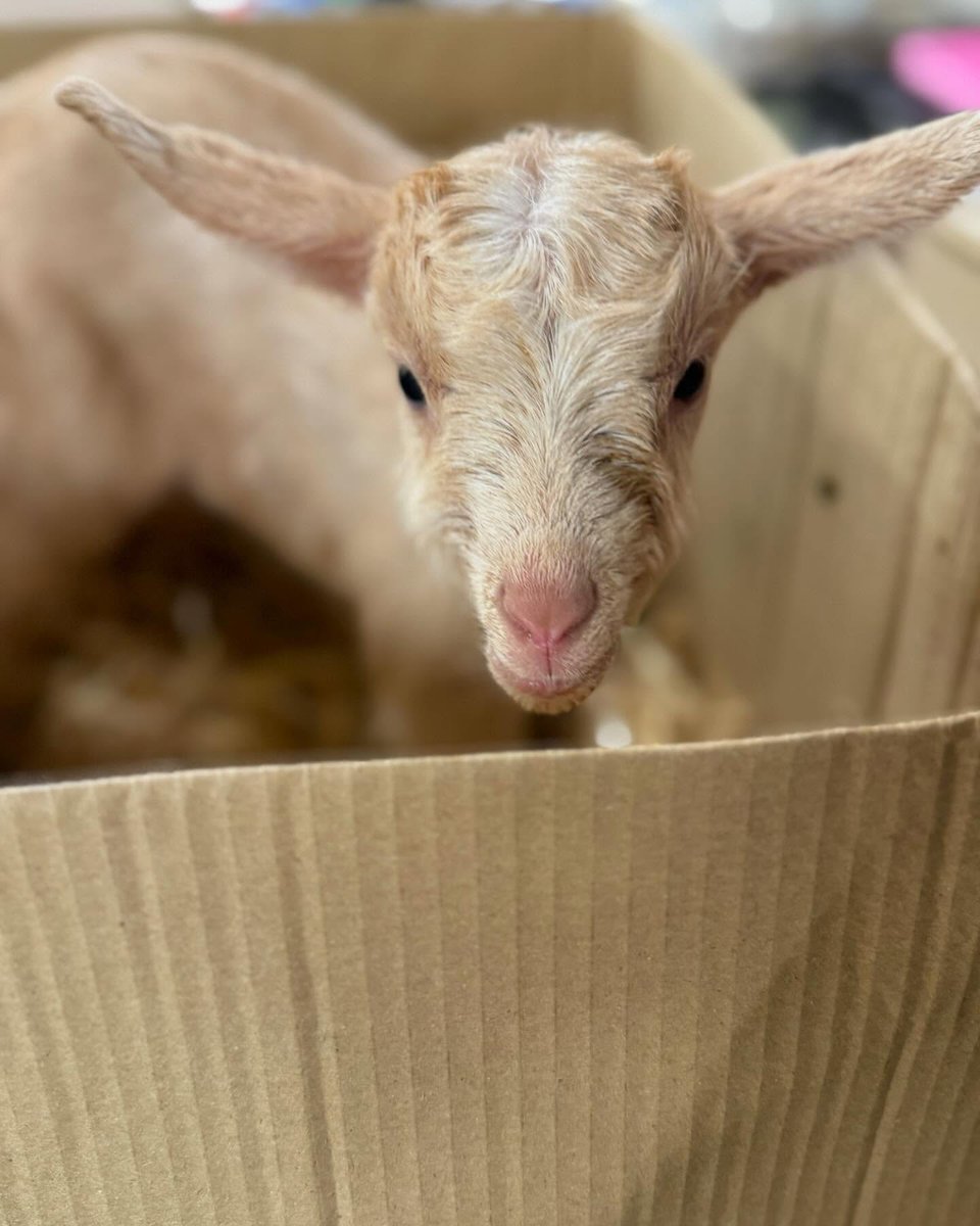 Spring has arrived with adorable baby animals! 🐣 Tots are enjoying food fun and muddy nature adventures. 🌿 There are Eye Spy &amp; Sensory trails, while pirates are causing mischief! 🎭 Check out our What's On Guide, click on the link in our bio or grab a copy locally.