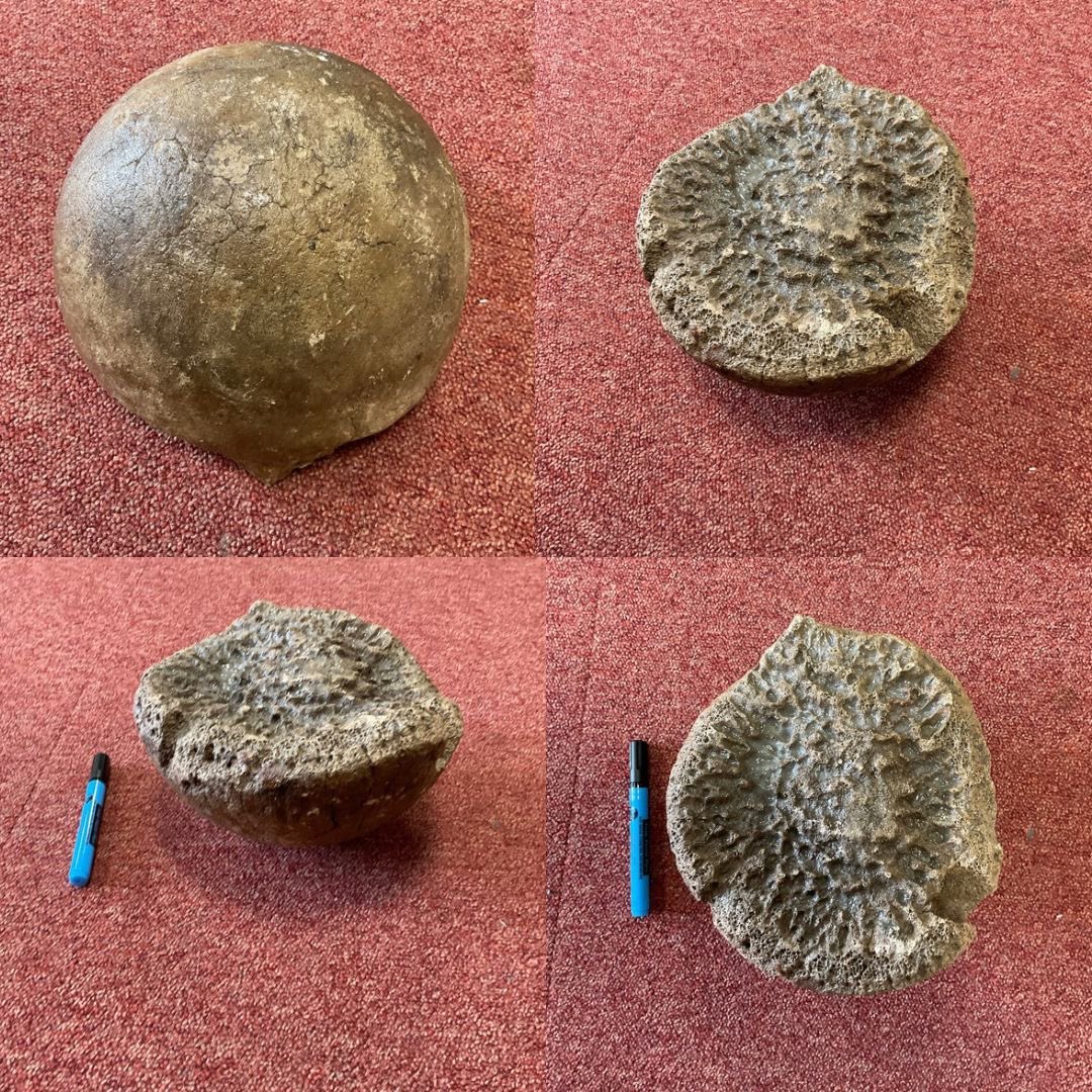 This might be the coolest thing a child has ever bought in to show. Part of a thigh bone for a Woolly Mammoth #talkingpoint #history #cool #random #randomteachermoments #teaching