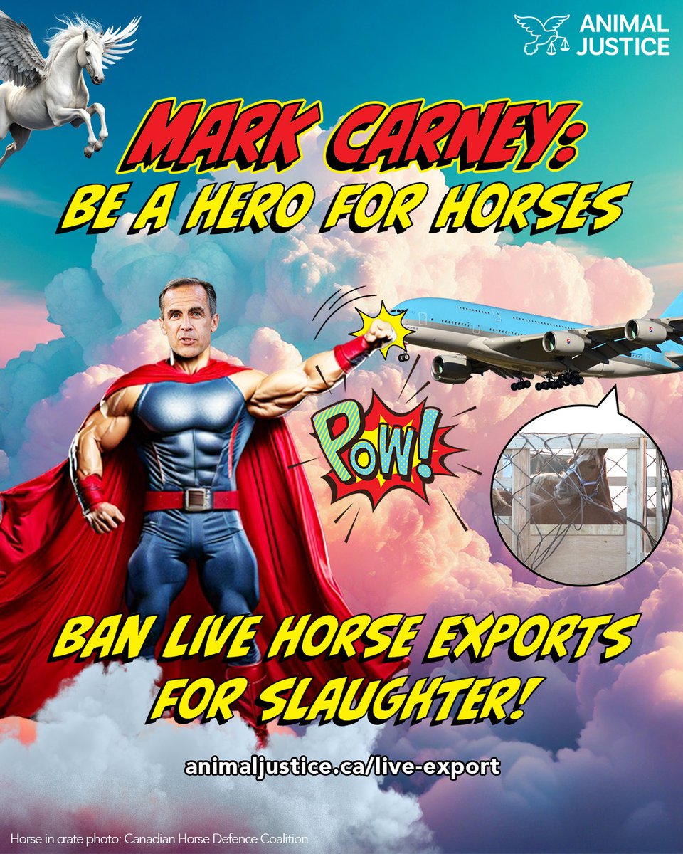 observablebear1's tweet image. Every year, thousands of Canadian horses endure a brutal 28+ hour journey without food, water, or rest to be slaughtered in Japan. @MarkJCarney : be a #HeroForHorses &amp;amp; ban this cruelty like the Liberals promised! #CdnPoli