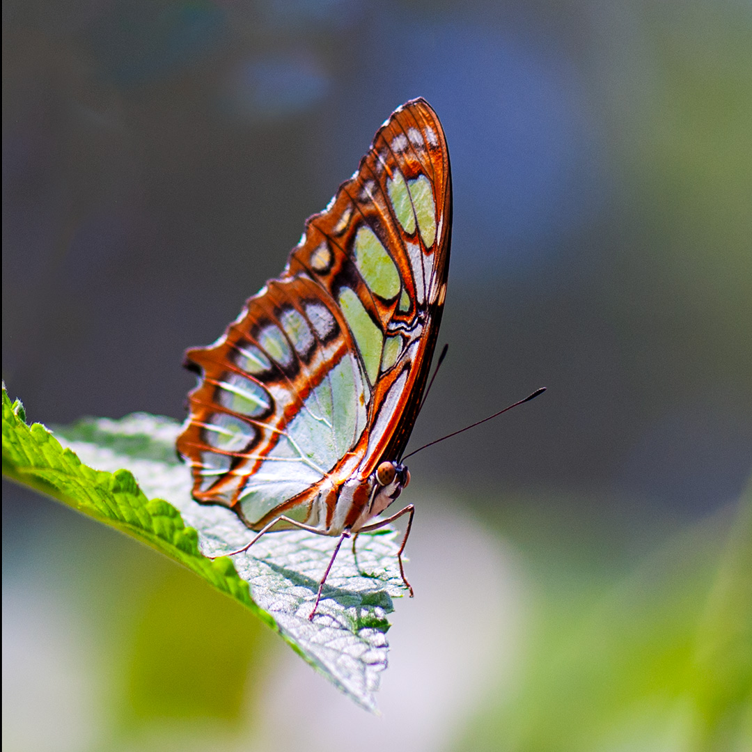 NateyesPhoto's tweet image. Malachite butterfly — nature's work of art!!

#malachite #butterfly #costarica #nature #photography #wanderlust #macrophotography  #traveltheworld