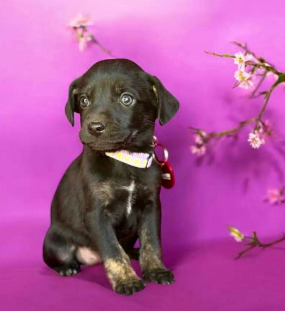 TNProverbs1210's tweet photo. Farrah is a precious little girl. She is well socialized and has a loving temperament. She is ready for a lifetime commitment from an exceptional adopter. Could it be you?
https://t.co/rL5FXWa8z5
#UntilDeathDoUsPart https://t.co/A3nvuTTK6P