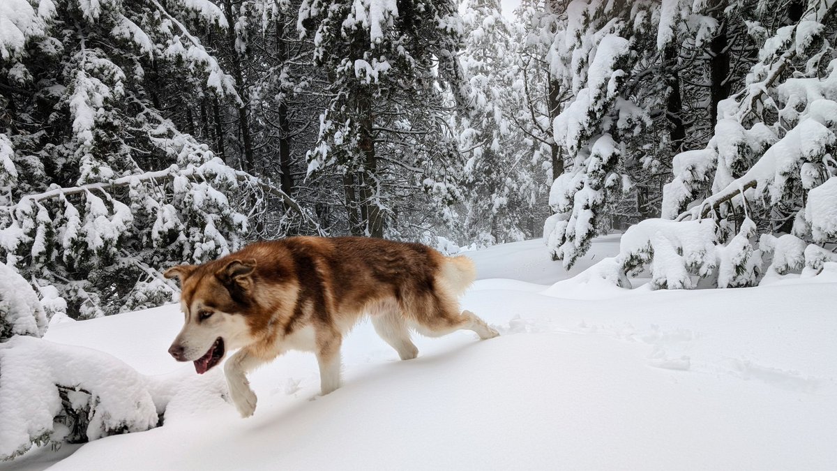 VictorFerriz's tweet image. La neu aguanta a Rasos de Peguera! #ElTemps3Cat