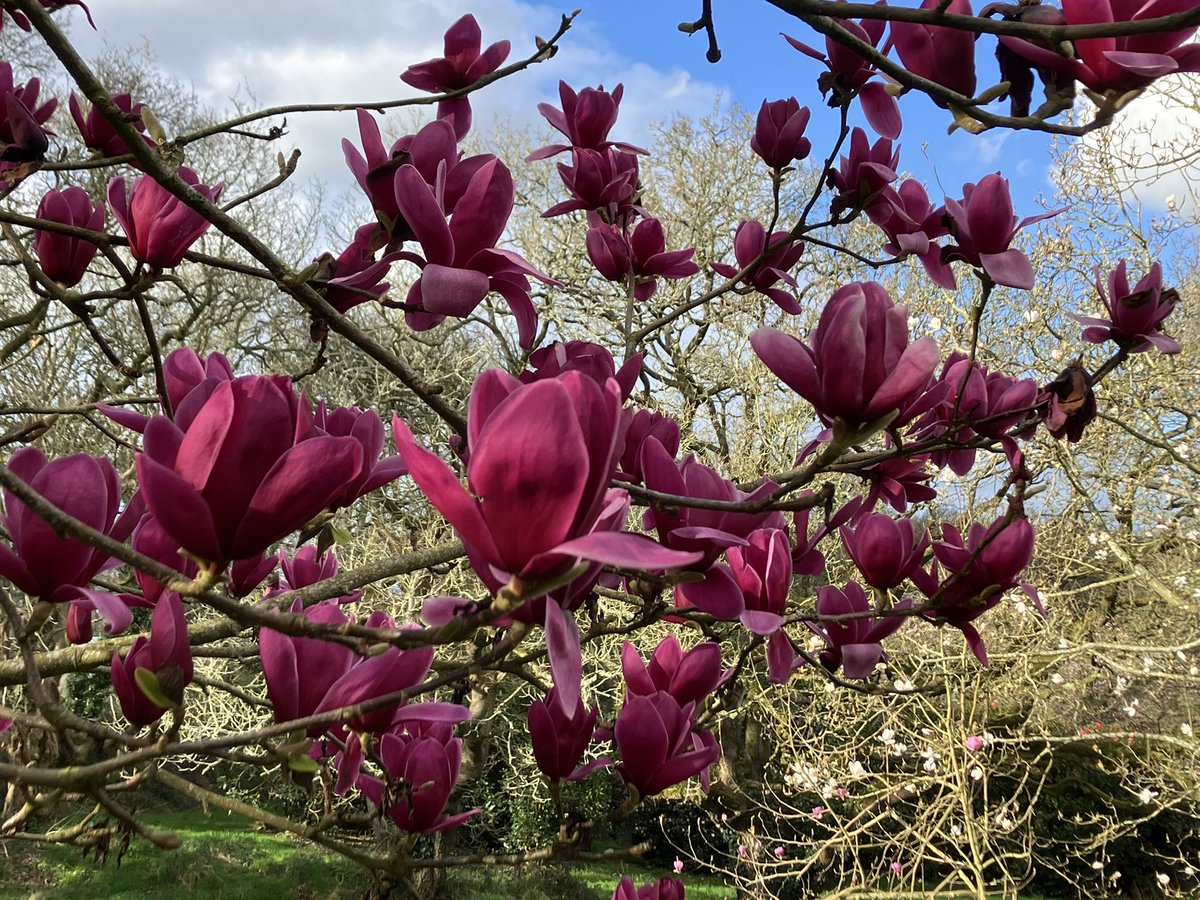 Magnolia Shirazz